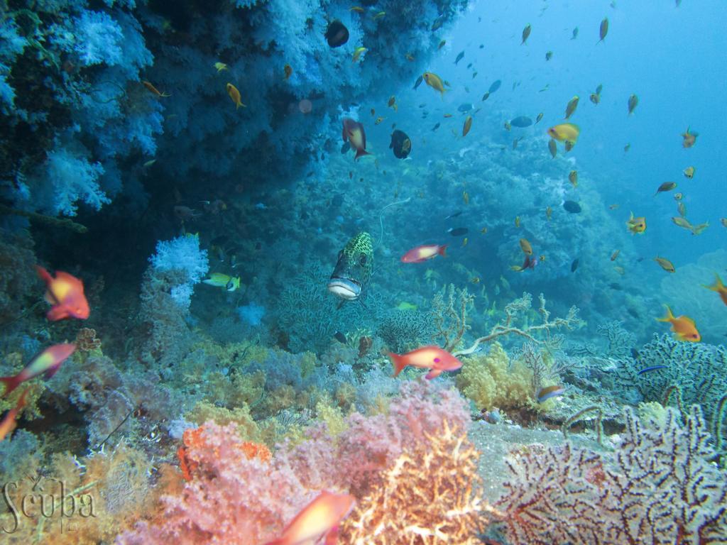 Scuba Inn Omadhoo Экстерьер фото