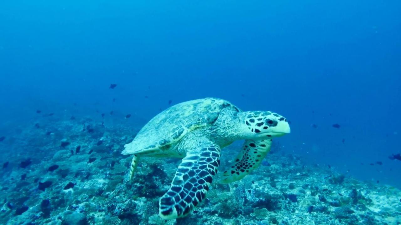 Scuba Inn Omadhoo Экстерьер фото